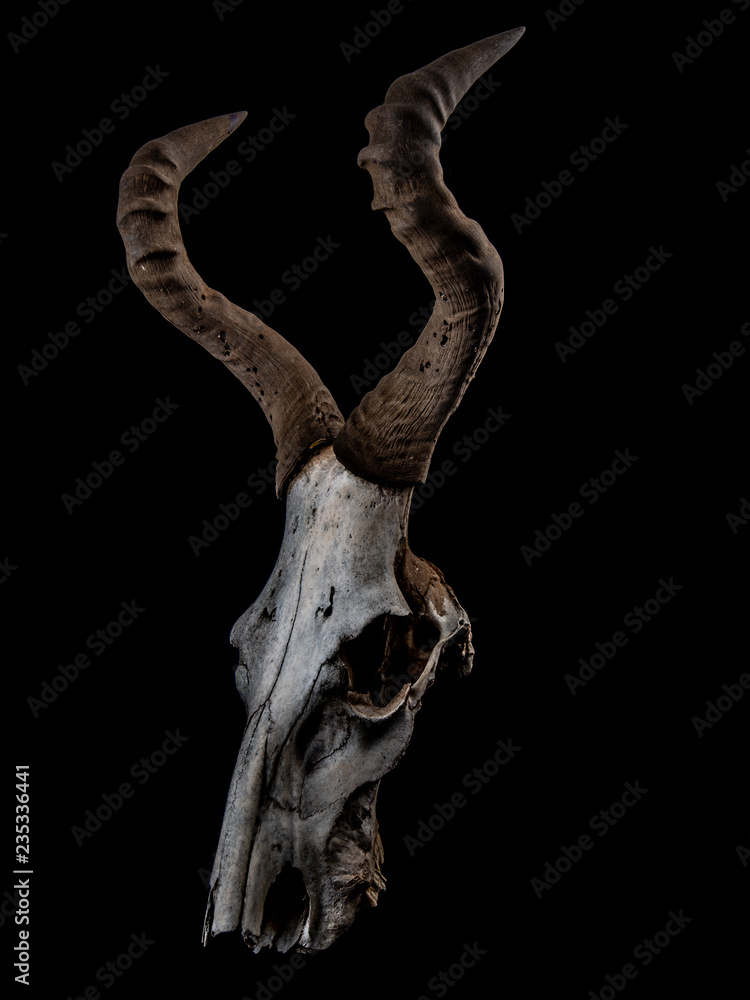 Hartebeest Skull
