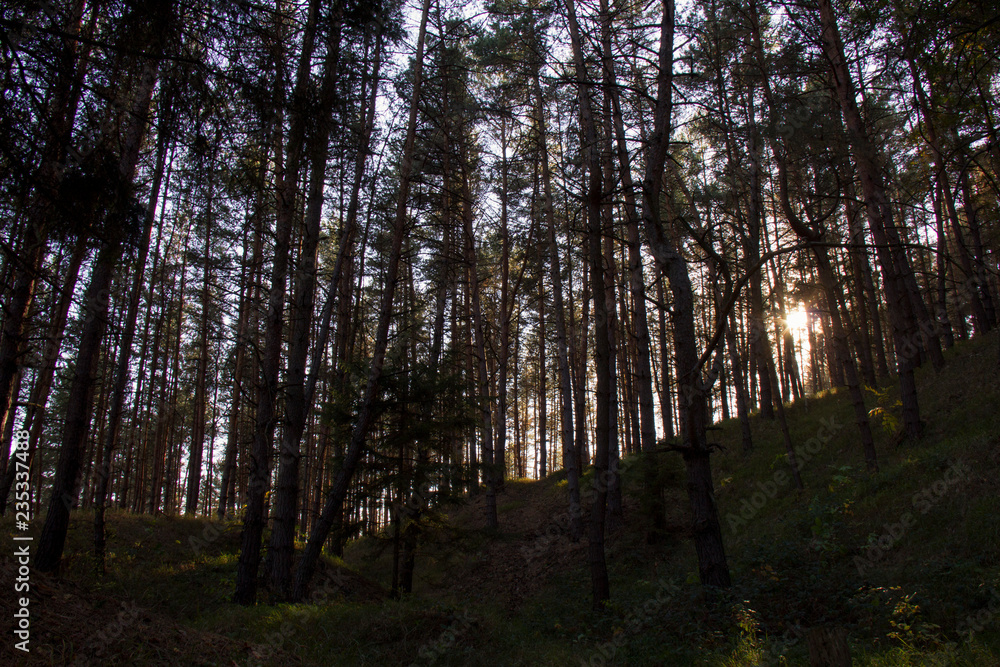 Obraz premium Sunlight in forest. Autumn, Czech Republic.