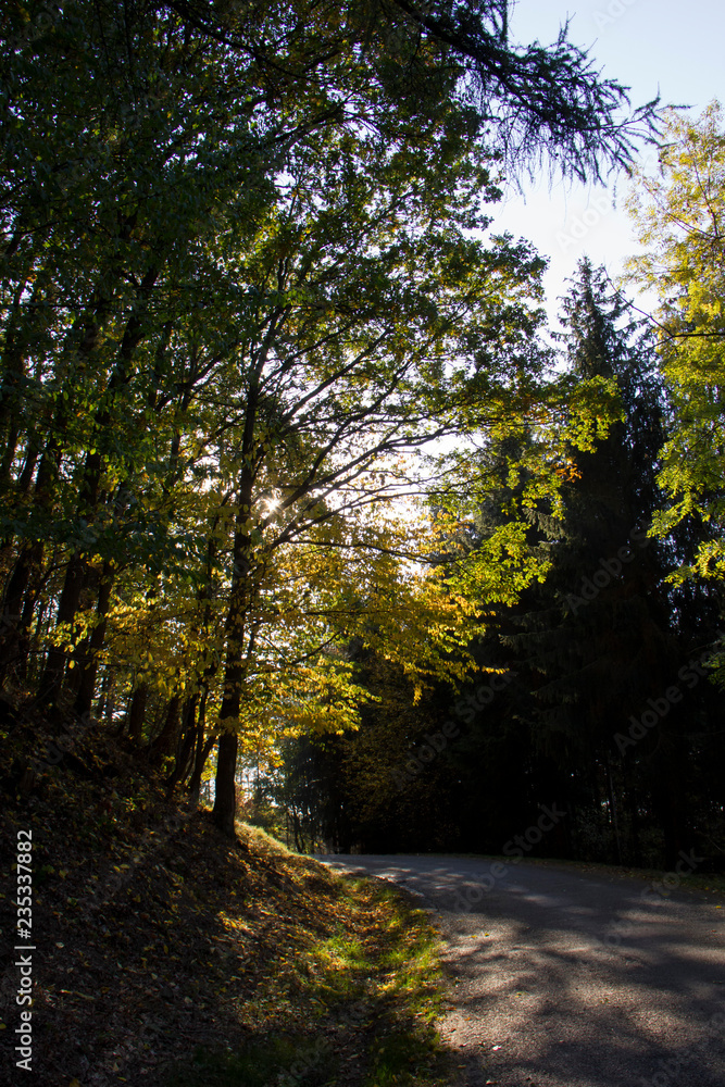 Sunlight in the tree. Autumn, Czech Republic. Sunlight in the tree. Autumn, Czech Republic.