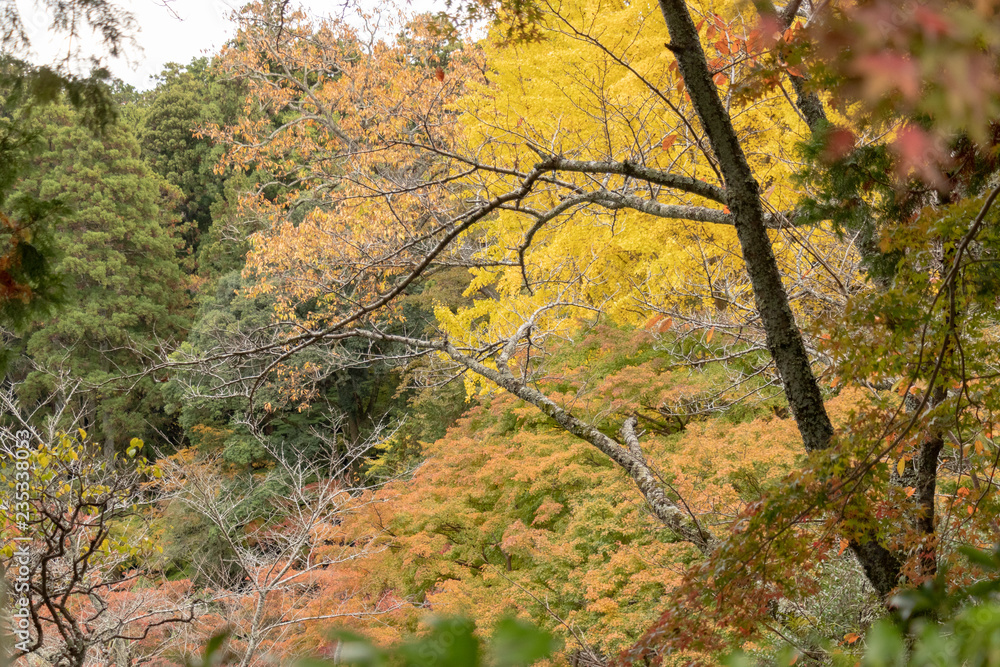 Autumn leaves in Japan, Park in Narita city, Chiba prefecture Autumn leaves in Japan, Park in Narita city, Chiba prefecture