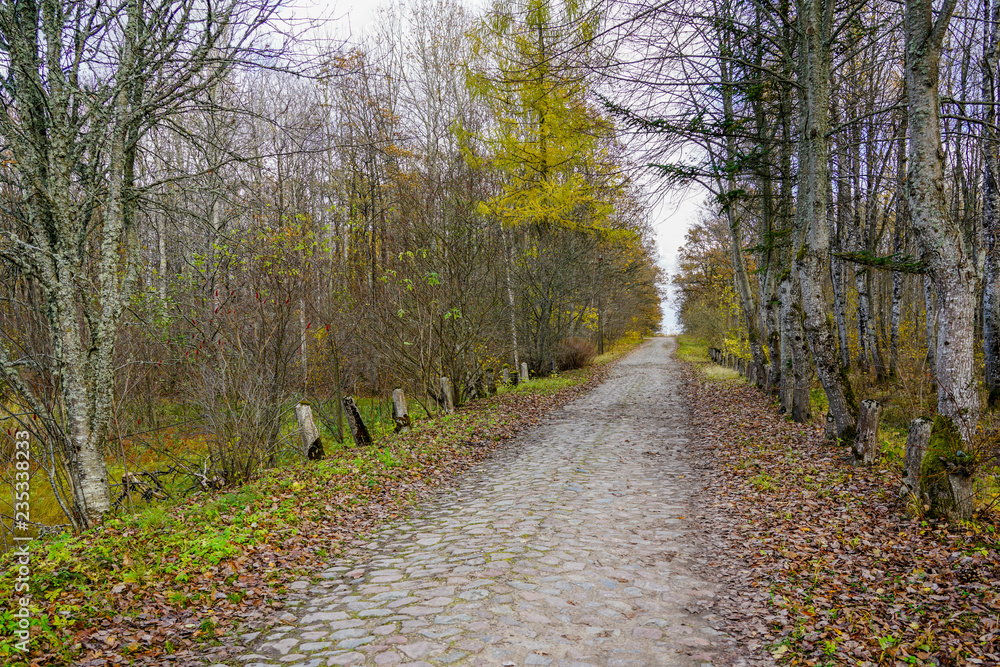 Fototapeta premium an old paved road, covered with yellow leaves in the fall