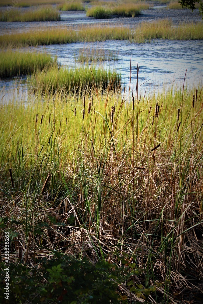 Peaceful Southern Charleston Swamp On A Summer Day Peaceful Southern Charleston Swamp On A Summer Day