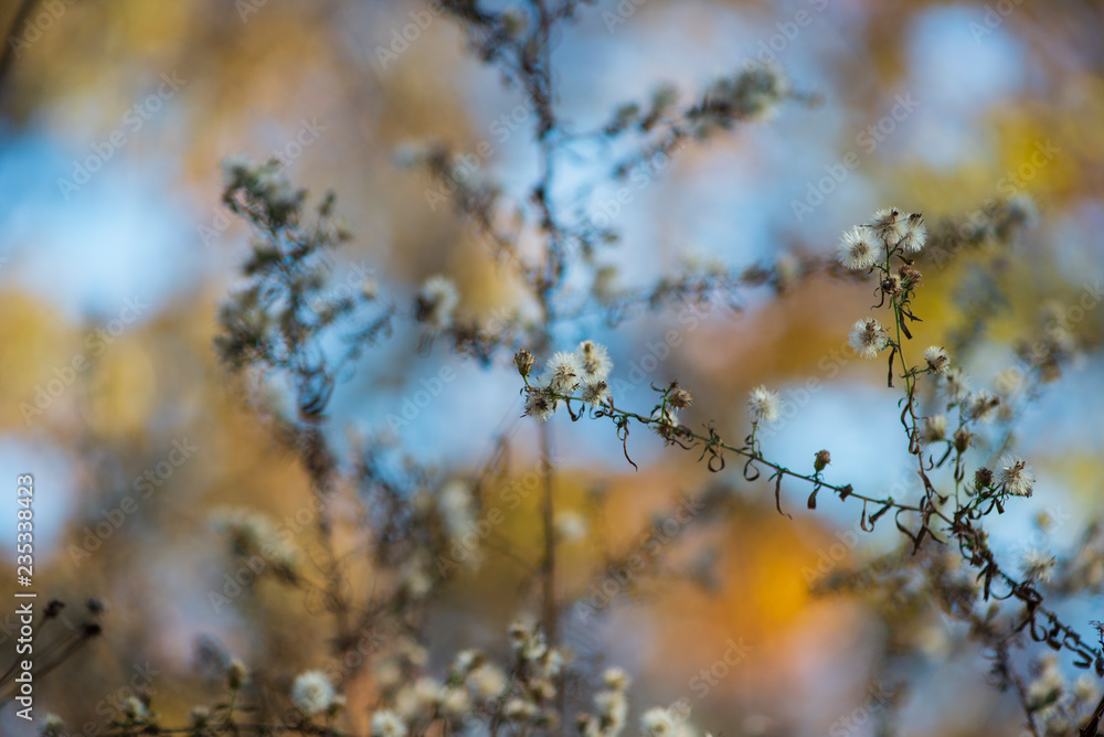 Tiny white dried flowers glow in late afternoon winter sun against a colorful blurred background. Tiny white dried flowers glow in late afternoon winter sun against a colorful blurred background.