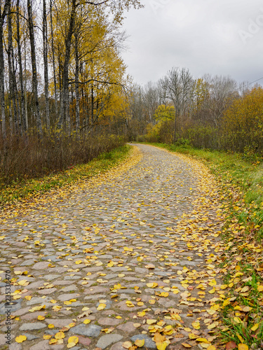 an old paved curved road, covered with yellow leaves in the fall