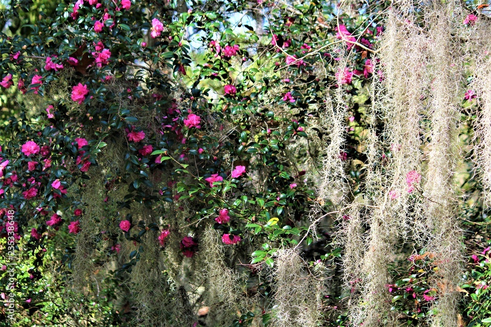 Pink Camellia Bush In South Carolina