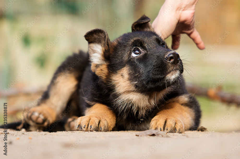 Fototapeta premium German Shepherd puppy for a walk