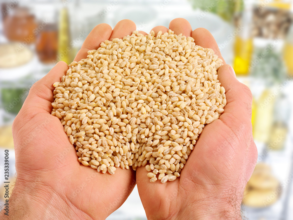 HANDFUL OF BARLEY GRAINS