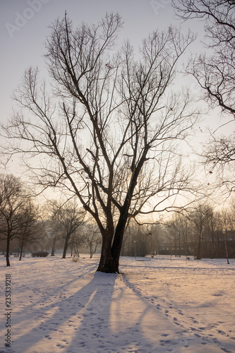  trees under the snow