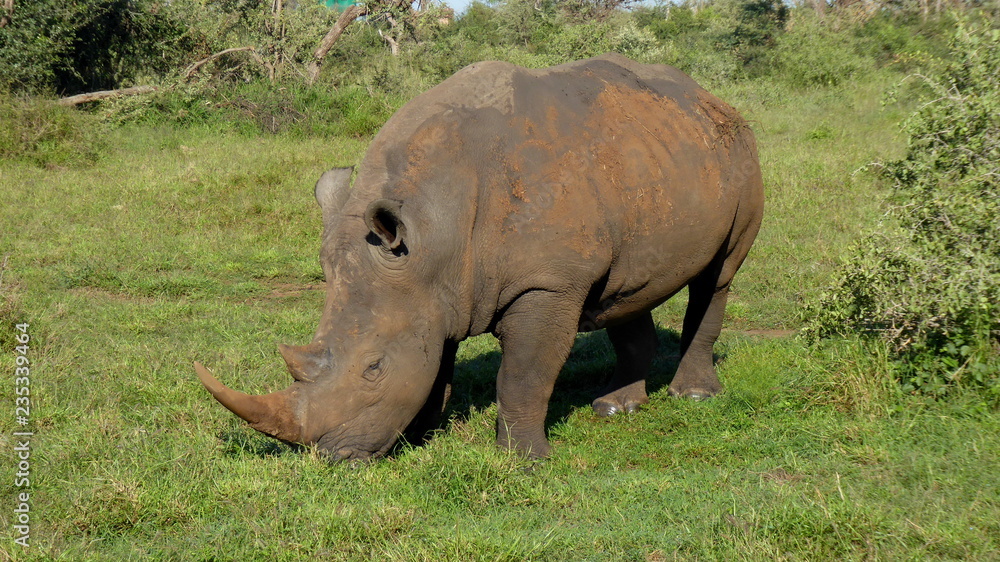 Fototapeta premium Nashorn