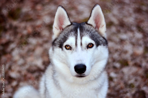 Husky Sib  rien portrait 