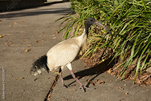 White ibis - australian native bird photo