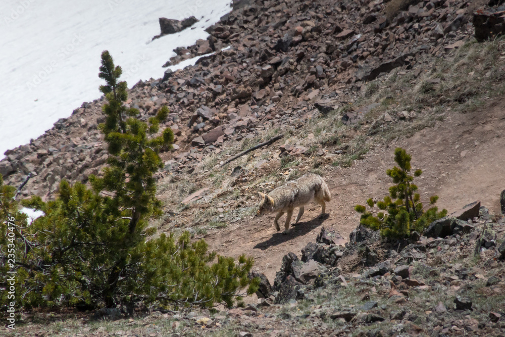 coyote on a path coyote on a path