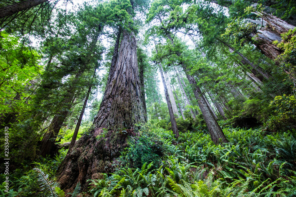 redwood forest redwood forest