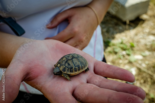 turtle in hands