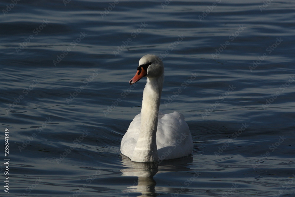 Obraz premium A curious mute swan