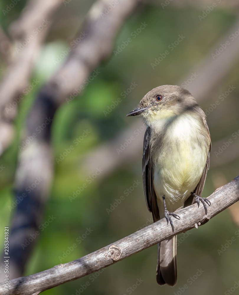 An Eastern Phoebe perched on a branch. An Eastern Phoebe perched on a branch.
