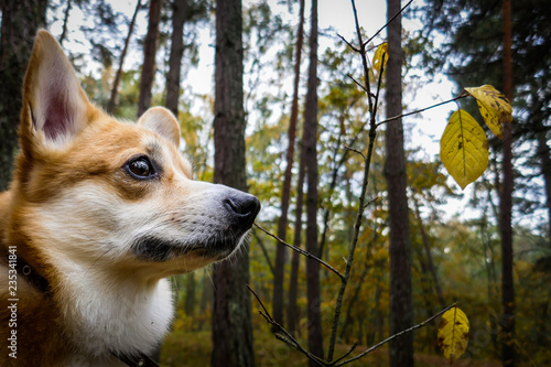 Corgi in the forest