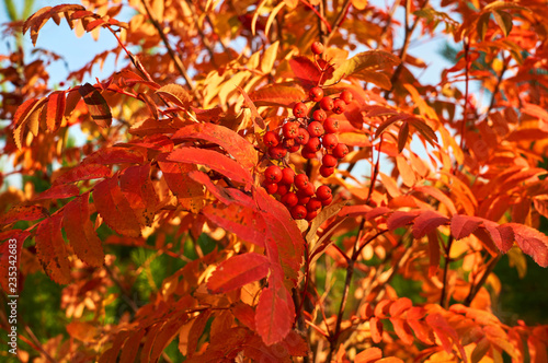 Red ashberry in the fall with yellow leaves at sunset.