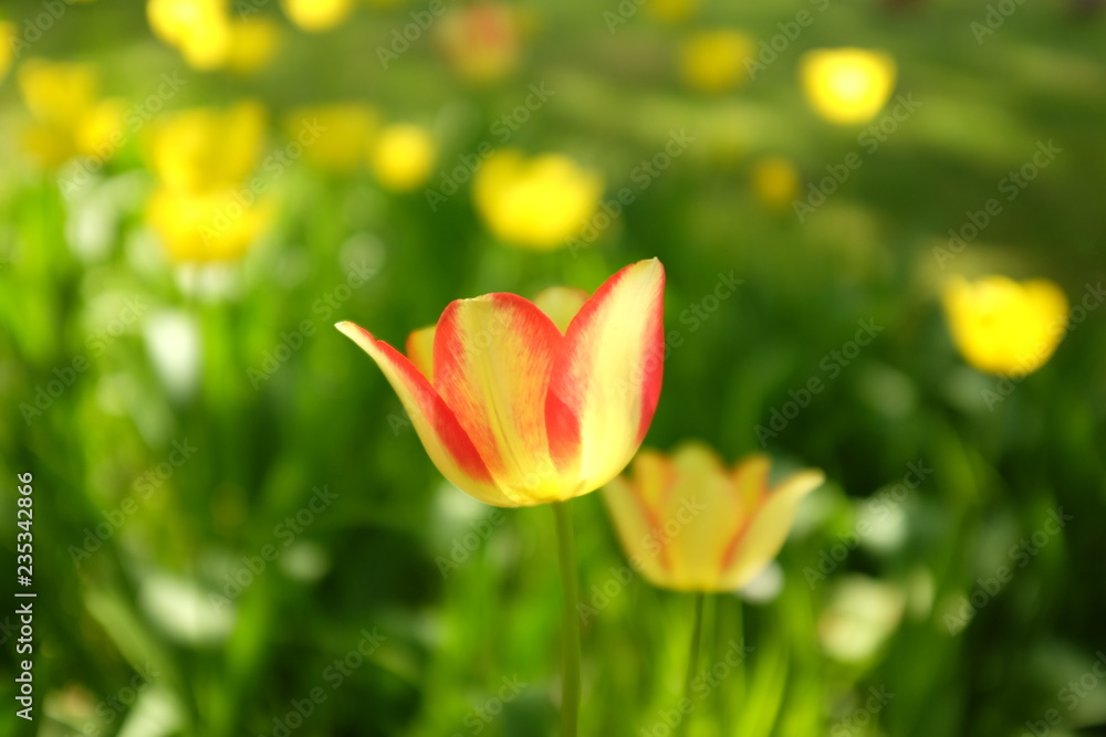 Spring background with beautiful yellow and red tulips in the garden