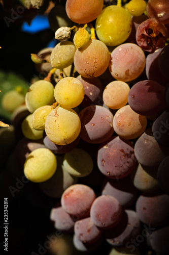 Grapes in a vineyard photo