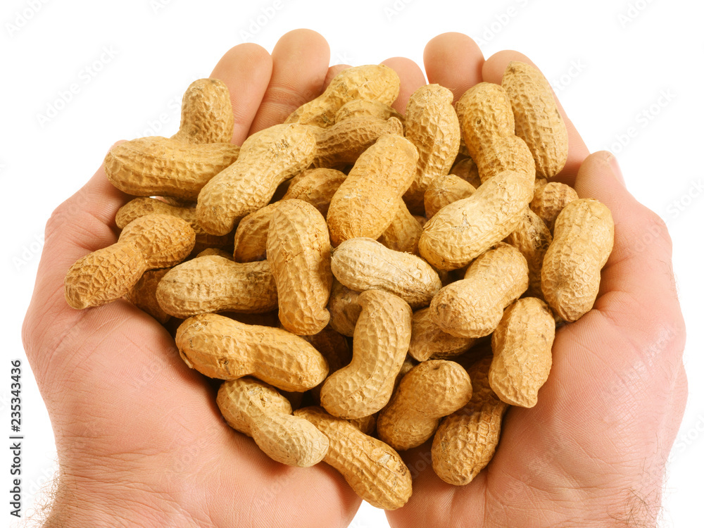 Fotografie HANDFUL OF MONKEY NUTS