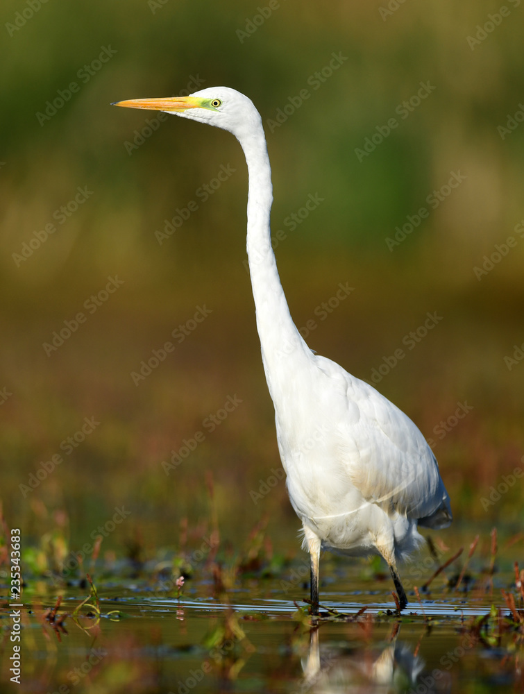 Fototapeta premium Great white egret (Egretta alba)