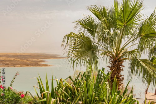 Palm tree and in the background the waters of the Dead Sea. Israel