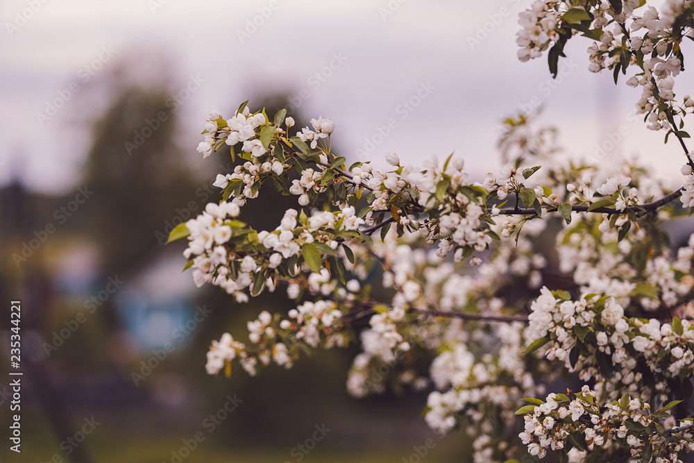 branch of cherry blossomed in spring with beautiful flowers branch of cherry blossomed in spring with beautiful flowers