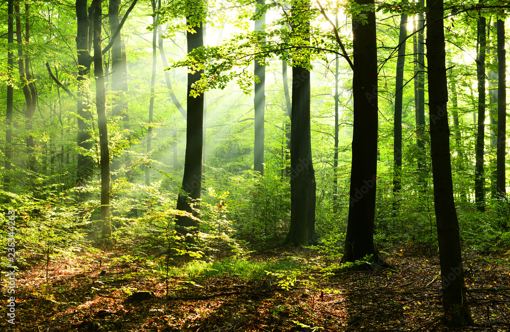 Obraz premium Sunny morning in the forest