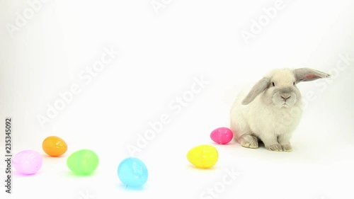 Bunny with Easter Eggs Watching Camera