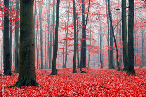Dekoracja na wymiar  autumn-morning-in-the-forest
