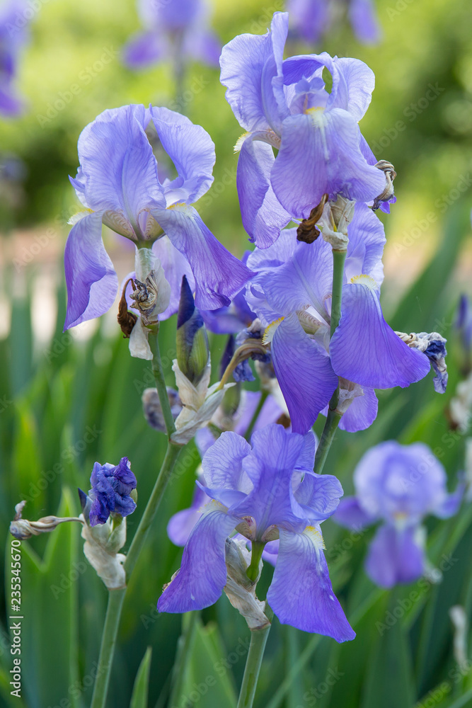 Iris cycloglossa. Close up of beautiful blue iris flowers in the garden.
