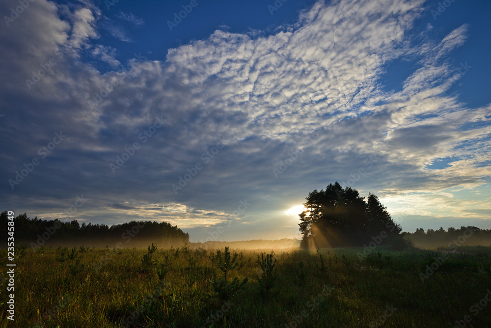 Golden sun rays from the sun behind a pine grove. Nature landscape. Novgorod region, Russia.