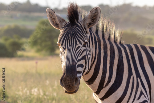 Zebra portrait in grassland