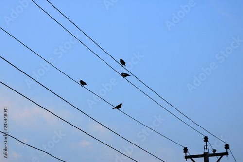 In the early foggy morning birds sitting on a power line
