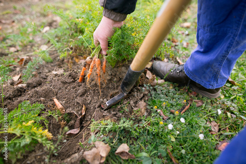Man harvesting fresh carrots from his garden  gardening concept