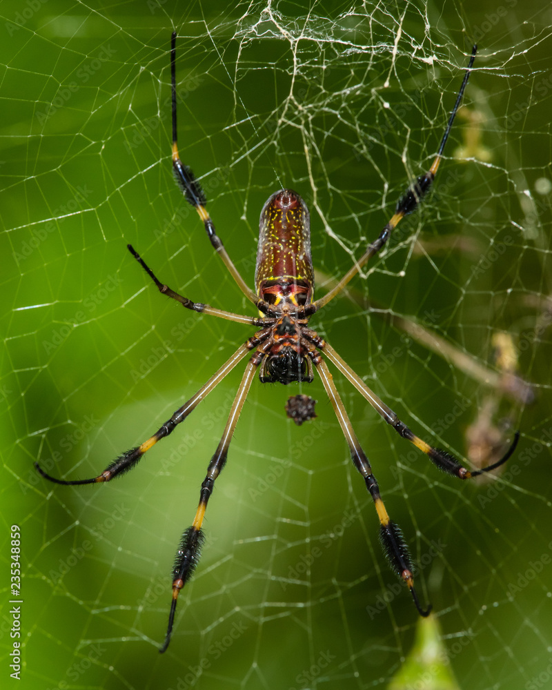 Golden orb weaver spider in The Arenal Rainforest, Costa Rica Golden orb weaver spider in The Arenal Rainforest, Costa Rica