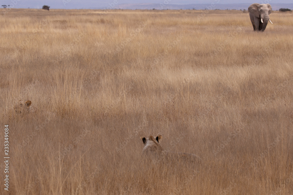 Naklejka premium Amboseli National Park