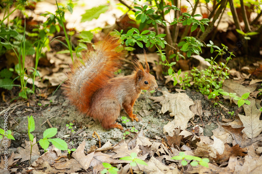 Red Eurasian squirrel running in the park Red Eurasian squirrel running in the park