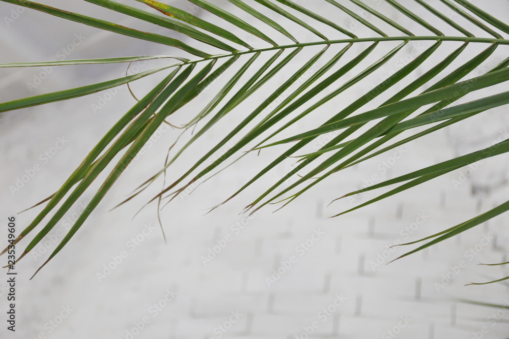 green palm leaves on a white brick wall background green palm leaves on a white brick wall background