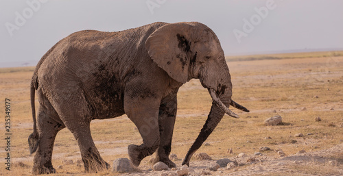 Amboseli National Park © Horace