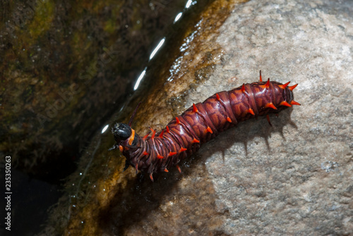 Caterpillar crawling on a river stone © Patricio