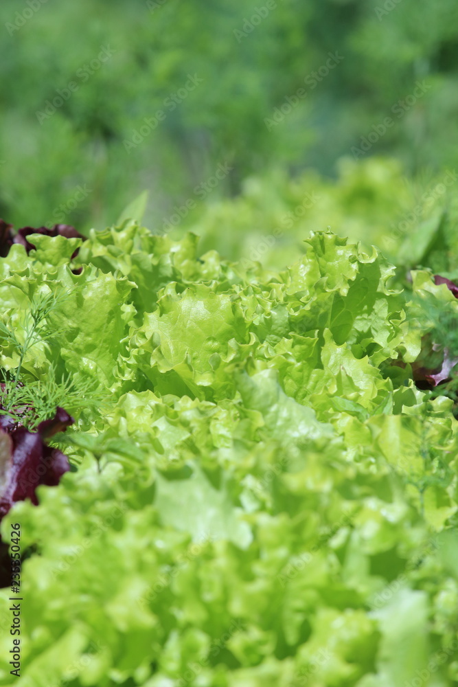 Green salad Green salad