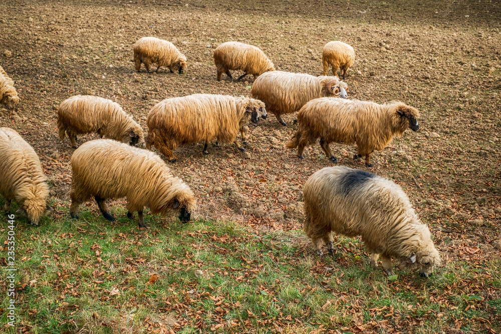 Obraz premium Sheep graze in the meadow