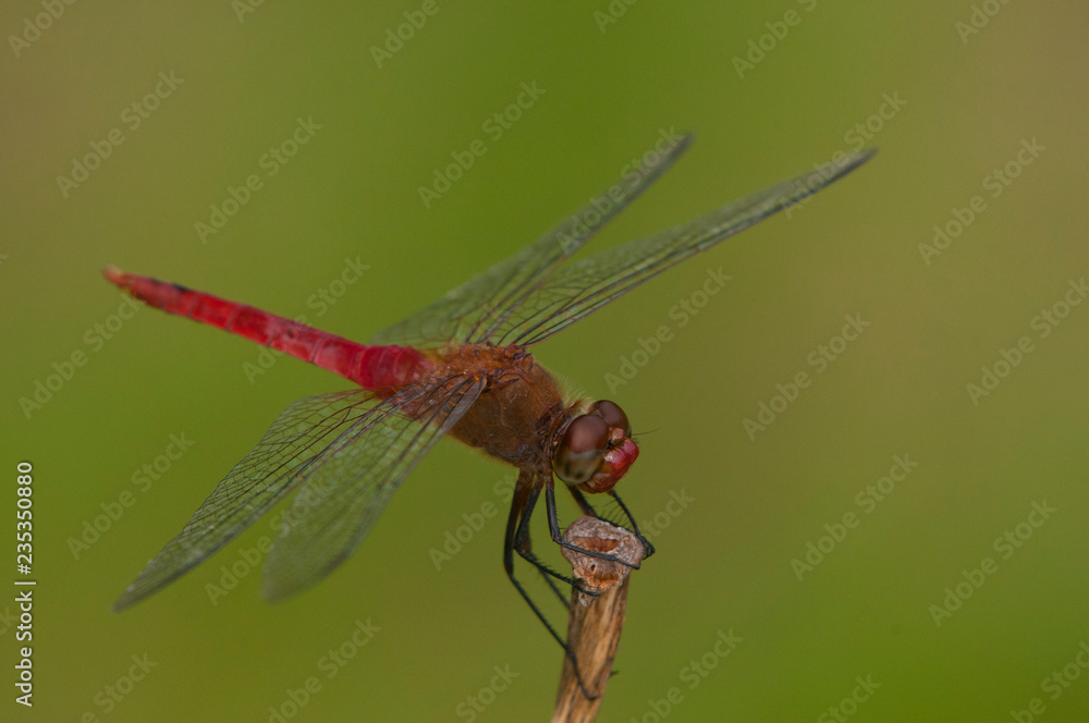 Dragonfly perched on stick 