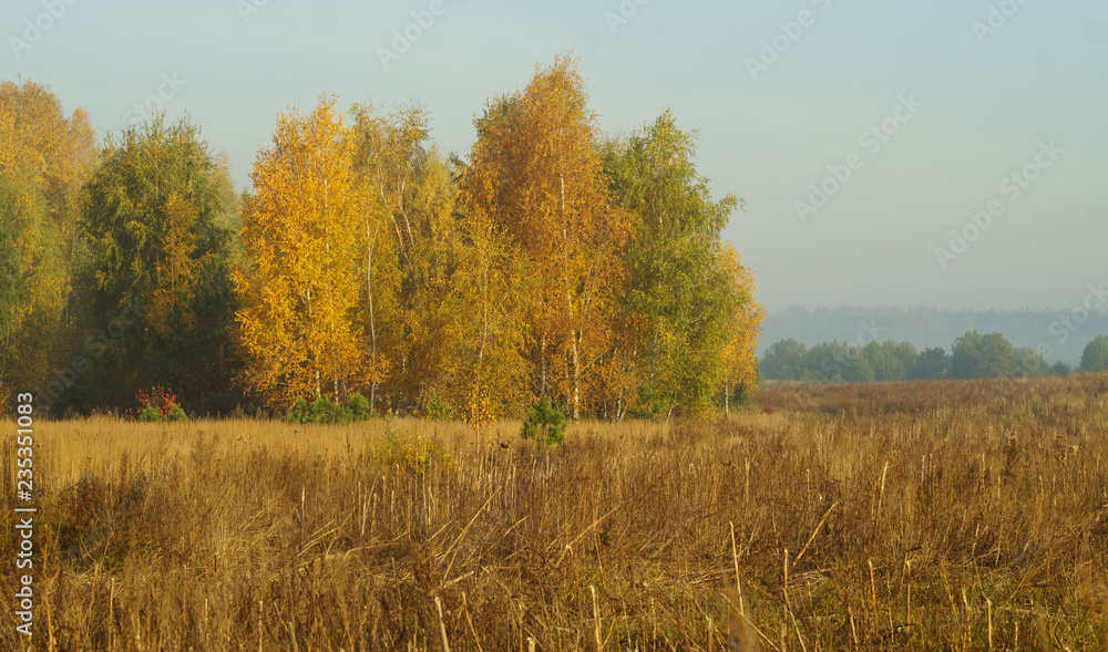 Beveled field near the forest in autumn