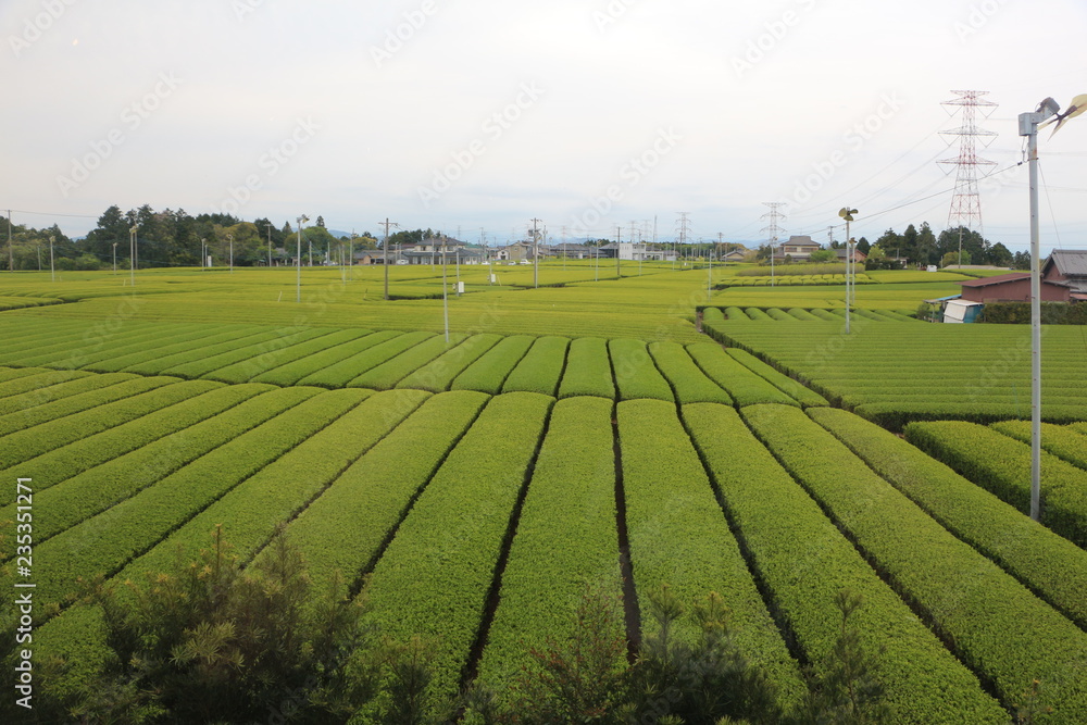 Shizuoka Grüntee Plantage 