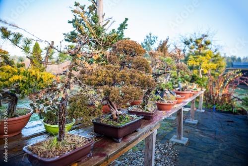 Bonsai trees on wooden table