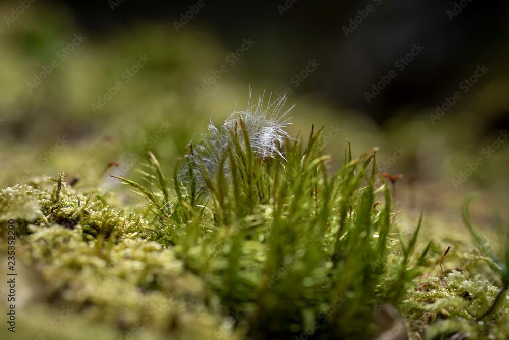 Flaumfeder im Moos Flaumfeder im Moos