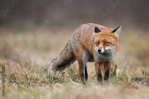 Fox (Vulpes vulpes) © Piotr Krzeslak